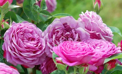 Rosa 'Admiral' -R- TH -