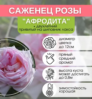 Роза Афродита