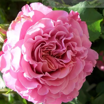 Роза Агнес Шиллингер (Agnes Schilliger) Шраб: саженцы роз, более 400 сортов  роз, розы в контейнере, питомник саженцев роз, розы от производителя.  доставка по всей Украине. качественные саженцы, рассада и саженцы цветов от  \"