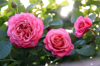 Саженцы розы шраб Агнес Шилленгер (Agnes Schilinger) купить в Москве по  цене от 1 800 до 3060 руб. - питомник растений Элитный Сад
