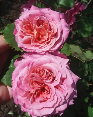 САЖЕНЦЫ | ДОСТАВКА ПО МИРУ on Instagram: \"Роза Агнес Шиллингер бывают  пурпурного, розового, лавандового или фиолетового цвета. Ароматичность ярко  выраженная, по запаху схожа с малиной, клубникой и корицей. Цветы вырастают  до 11