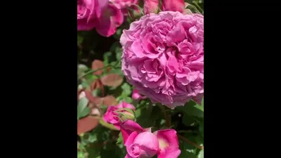 Купить саженцы розы кустовой Агнес Шиллингер с доставкой в Москве и  Подмосковье