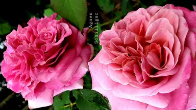 Саженцы розы агнес шиллингер купить в Москве по цене от 690 рублей