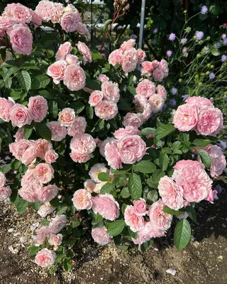 Розы тест - Английские розы - Розы - Информация