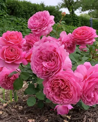 Саженцы красных парковых роз. Малиновые сорта роз