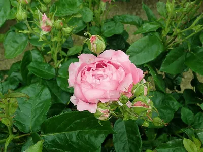 Как выглядит сортовая роза \"Агнес Шиллингер\": особенности выращивания  культуры и советы по уходу за ней
