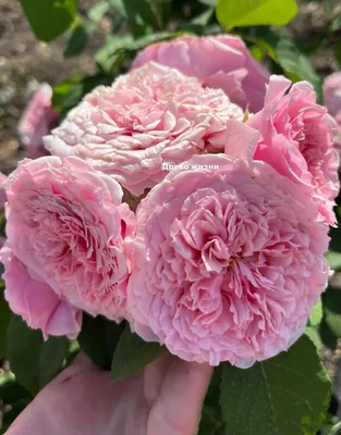 Шрабы- Саженцы роз для лучшего сада ! | Ксения Rosebushes | Дзен