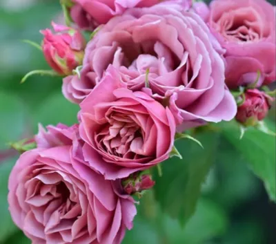 САЖЕНЦЫ | ДОСТАВКА ПО МИРУ on Instagram: \"Роза Агнес Шиллингер бывают  пурпурного, розового, лавандового или фиолетового цвета. Ароматичность ярко  выраженная, по запаху схожа с малиной, клубникой и корицей. Цветы вырастают  до 11