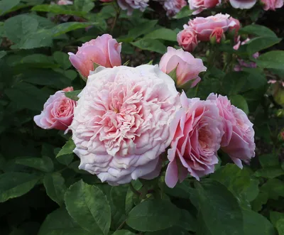 Английские розы → Купить саженцы парковых роз и шрабов в Херсоне