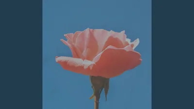 fleeksie on X: \"I'm live! There's a new 90 day episode with Ed and rose  👏🏼👏🏼👏🏼👏🏼 LETS GOOO!! But first some chit chat while everyone pops  in https://t.co/xAuY5sDEME https://t.co/fVsTYeK0Jk\" / X