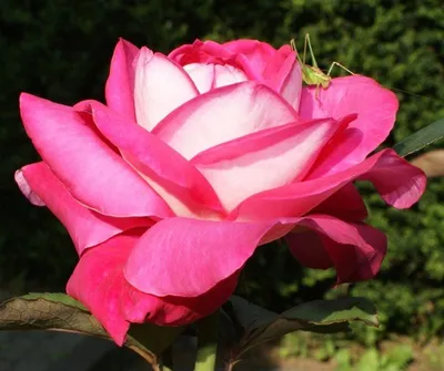 Rose \"Acapella\" | Photographed in Hatanpää Arboretum, Tamper… | Flickr