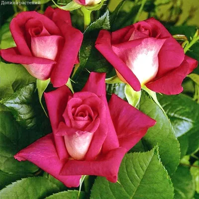 Купить роза акапелла (acapella) по цене 349 руб. в интернет магазине  \"Первые Семена\"