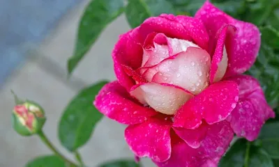 Роза чайно-гибридная Акапелла: купить в Москве саженцы Rosa Acapella в  питомнике «Медра» по цене от 2800 руб