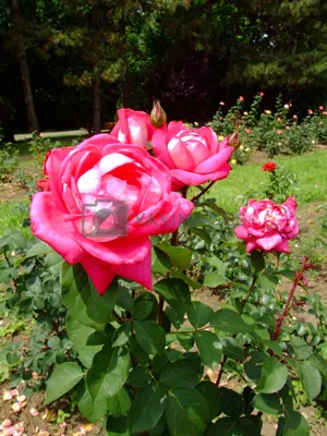 Роза чайно-гибридная Акапелла С4 купить за 950 р. в садовом центре АСТ  Медовое