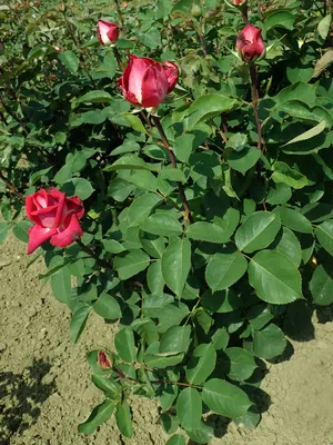 Rosa Acapella ® TANallepa