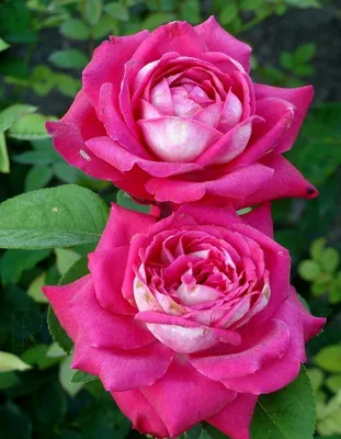 Саженцы розы акапелла купить в Москве по цене от 690 рублей