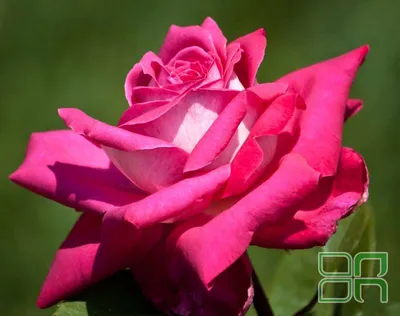 Саженцы розы чайно гибридной Акапелла (Acapella) купить в Москве по цене от  490 до 1990 руб. - питомник растений Элитный Сад