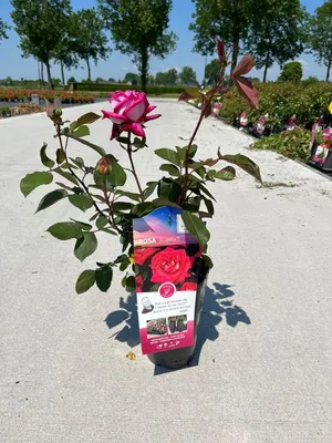 Роза чайно-гибридная Акапелла (в тубе) купить недорого в интернет-магазине  товаров для сада Бауцентр