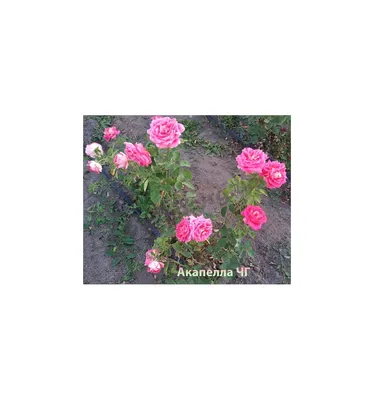 Rose Acapella Flower Bud Latin Name Stock Photo 1494587099 | Shutterstock