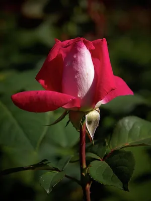 Роза Акапелла стоковое изображение. изображение насчитывающей гибрид -  158244965
