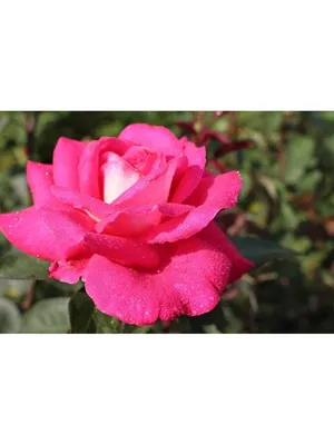 Rosa Acapella - Struik - C3rp Bush | Rosa overig | Rosa outdoor | Flowering  outdoor roses | Flowering outdoorplants | Outdoorplants | All products | OZ  Planten