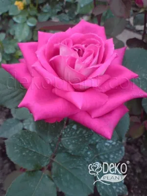 Rosa Acapella® | Série Conhecendo nosso Roseiral, Hoje um pouco dessa linda  Rosa Acapella®. Linda com um perfume incomparável. | By Rosas de Jardim |  Facebook