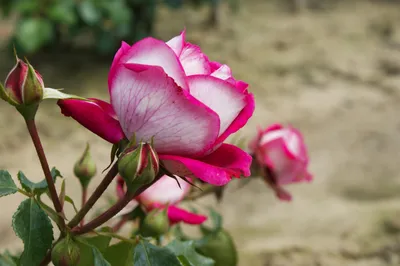 Edelrose 'Acapella®' - Rosa 'Acapella®' - Duftrosen | GARTEN SCHLÜTER