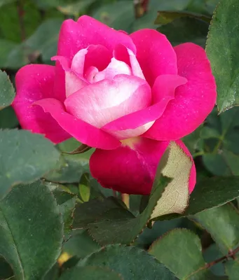 ACAPELLA a Pink/Lilac rose from Ecuador
