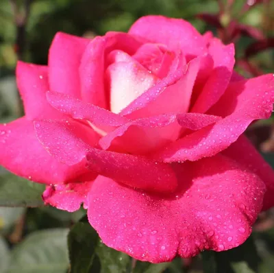 Роза Acapella (Акапелла) - Чайно-гибридные - Саженцы роз, ягодных,  фруктовых и декоративных культур - Dekoplant