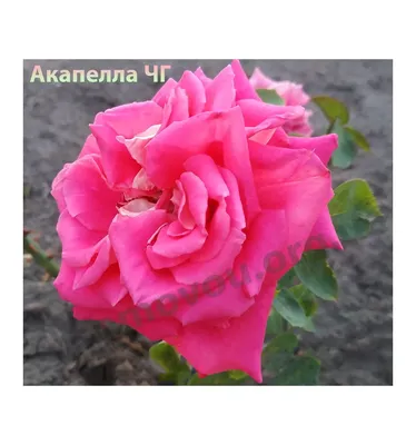 Rosa Acapella ® TANallepa