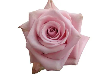 Rose Acapella - Modern Shrub Hybrid Tea from Tantau • Roses and Garden