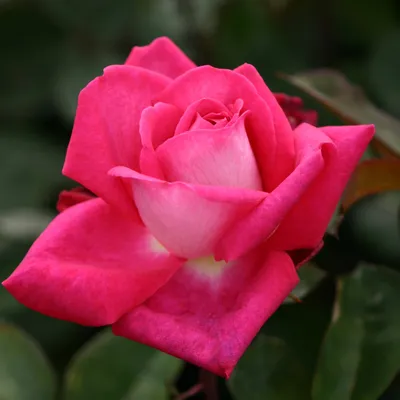 Acapella | Rose flower photos, Hybrid tea roses, Beautiful roses