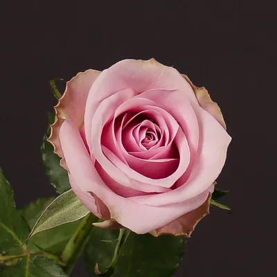 Acapella | grootbloemige rozen | Rosarium Lottum