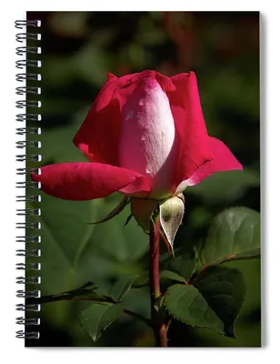 Rose Acapella stock image. Image of nature, summer, rose - 158444303