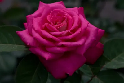 Rose Acapella Light Red And White Stock Photo - Download Image Now -  Autumn, Beauty, Beauty In Nature - iStock