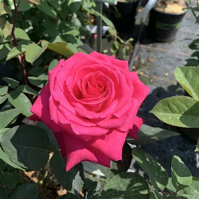 Rosa 'Acapella'® - Trandafir teahibrid, puternic parfumat (Parfum de N –  Floraria Secret Garden (SG)