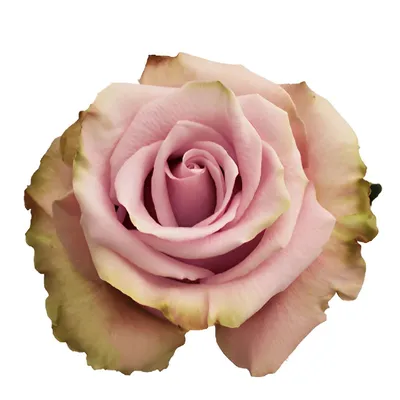 Rosa (Teehybride) 'Acapella', Grossblumige Rose - Gartenpflanzen Daepp