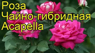 rosa acapella – Flowersense