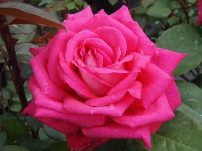 Acapella | grootbloemige rozen | Rosarium Lottum