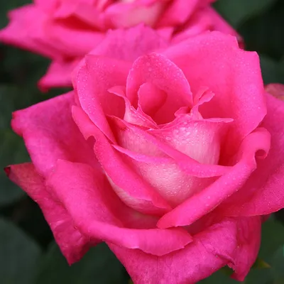 Роза АКАПЕЛЛА — Растения Оптовая FlorAccess