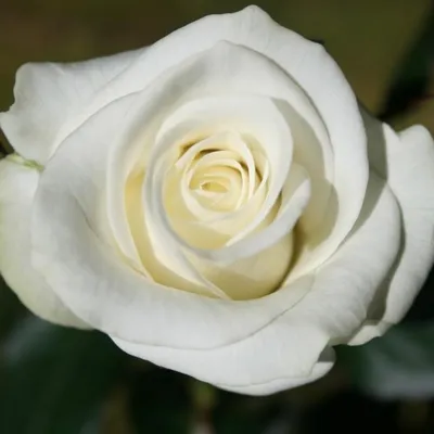 Роза чайно-гибридная Акито (Rose hybrid tea Akito) — Садовое ателье  СвеЖеНика