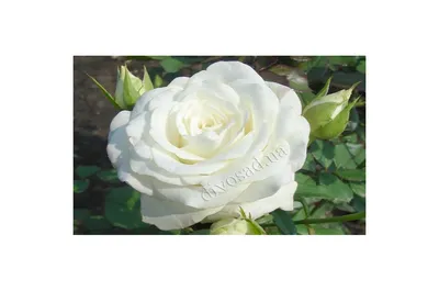 Саженцы розы чайно гибридной Акито (Akito) купить в Москве по цене от 490  до 1990 руб. - питомник растений Элитный Сад