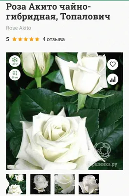 Саженцы розы Акито купить | питомник Агро Бреза Украина Киев