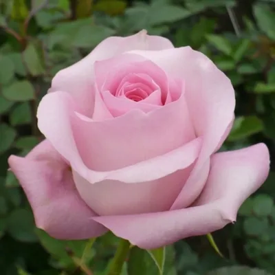 Роза белая Акито - Роза 21