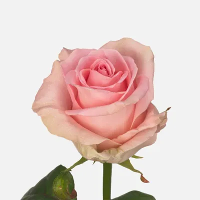 Саженцы розы акито купить в Москве по цене от 690 рублей