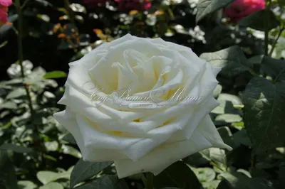 Срезанные цветы ассортимент: Роза Акито