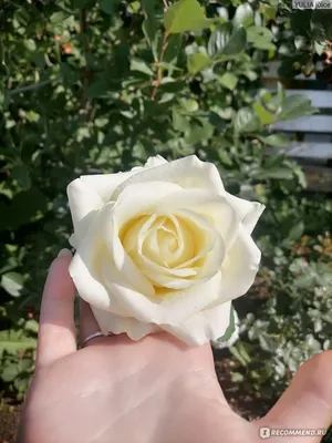 Букет из белых местных роз сорта Акито | купить белые розы