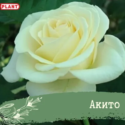 Роза Свит Акито. (Sweet Akito) Ч/Г купить в интернет-магазине ЦВІТСАД с  доставкой по Украине