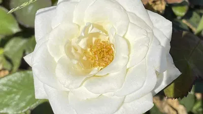 Букет из белых местных роз сорта Акито | купить белые розы