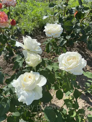 Роза Akito (Акито) – купить саженцы роз в питомнике в Москве